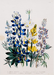 Mrs. Loudon's Ladies' Flower-Garden of Ornamental Annuals